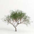 3d illustration of Prosopis chilensis tree isolated on white bachground