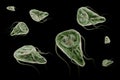 Giardia lamblia protozoan that causes giardiasis disease 3D rendering illustration