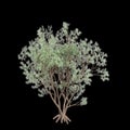 3d illustration of Psorothamnus spinosus tree isolated on black background Royalty Free Stock Photo