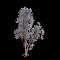 3d illustration of Psorothamnus spinosus tree isolated on black background Royalty Free Stock Photo
