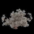 3d illustration of Psorothamnus spinosus tree isolated on black background Royalty Free Stock Photo