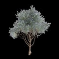 3d illustration of Psorothamnus spinosus tree isolated on black background Royalty Free Stock Photo