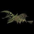 3d illustration of pteris tremula plant isolated on black background