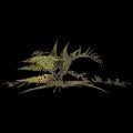 3d illustration of pteris tremula plant isolated on black background