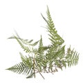 3d illustration of pteris tremula plant isolated on white background