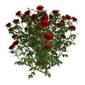 3D Illustration Red Rose Bush on White