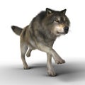 3D Grey Brown Wolf Running