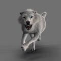 Rendering Snarling White Wolf