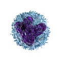 A 3D illustration revealing the intricate inner structure of a monocyte cell