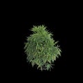 3d illustration of Rhapis Excelsa bush isolated on black background