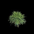 3d illustration of Rhapis Excelsa bush isolated on black baclground