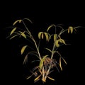 3d illustration of rhapis plant isolated on black background