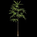 3d illustration of rhapis plant isolated on black background