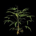 3d illustration of rhapis plant isolated on black background