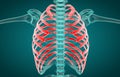 3D illustration of Ribs, medical concept Royalty Free Stock Photo