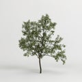 3d illustration of robinia pseudoacacia treeisolated on white background