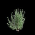 3d illustration of Rosmarinus officinalis bush isolated black background