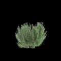 3d illustration of Rosmarinus officinalis bush isolated black background