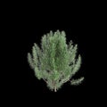 3d illustration of Rosmarinus officinalis bush isolated black background