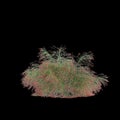 3d illustration of Russelia Equisetiformis bush isolated on black background