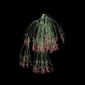 3d illustration of Russelia Equisetiformis hanging isolated on black background