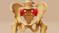 3D illustration of a sacroiliac joint inflammation Royalty Free Stock Photo