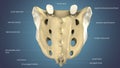 3d illustration of Sacrum Coccyx Bone Anatomy with Circulatory System