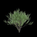 3d illustration of Salix caprea tree isolated black background