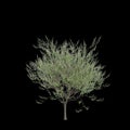 3d illustration of Salix caprea tree isolated black background