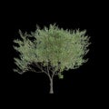 3d illustration of Salix caprea tree isolated black background