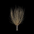 3d illustration of Salix caprea tree isolated black background