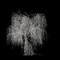 3d illustration of Salix tristis snow covered tree isolated on black background