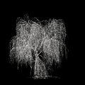 3d illustration of Salix tristis snow covered tree isolated on black background Royalty Free Stock Photo