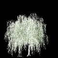 3d illustration of Salix tristis snow covered tree isolated on black background