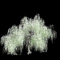 3d illustration of Salix tristis snow covered tree isolated on black background Royalty Free Stock Photo