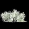 3d illustration of Salix tristis snow covered tree isolated on black background