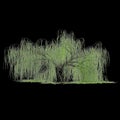 3d illustration of Salix tristis tree isolated on black background