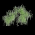 3d illustration of Salix tristis tree isolated on black background