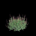 3d illustration of Salvia greggii bush isolated black background