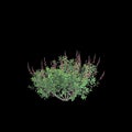 3d illustration of Salvia greggii bush isolated black background