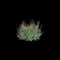 3d illustration of Salvia greggii bush isolated black background