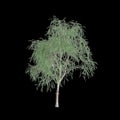 3d illustration of Schinus molle tree isolated on black background