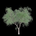 3d illustration of Schinus molle tree isolated on black background