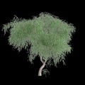 3d illustration of Schinus molle tree isolated on black background