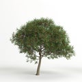 3d illustration of schinus terebinthifolia tree isolated on white background Royalty Free Stock Photo