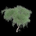 3d illustration of Schinus tree isolated on black background