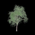 3d illustration of Schinus tree isolated on black background