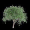 3d illustration of Schinus tree isolated on black background