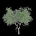 3d illustration of Schinus tree isolated on black background