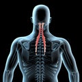 3d illustration of the semispinalis capitis muscles anatomical position on xray body